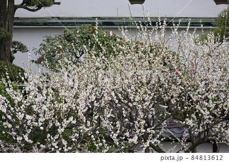 亀戸天神社 紅白梅 亀戸天神社 紅白梅 84813612