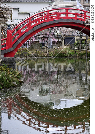 亀戸天神社 紅白梅 亀戸天神社 紅白梅 84813624