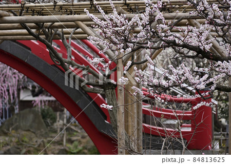 亀戸天神社 紅白梅 亀戸天神社 紅白梅 84813625