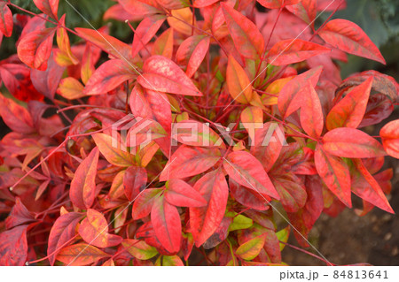 南天の紅葉 84813641