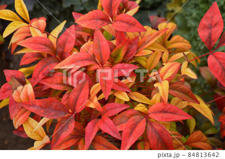 南天の紅葉 南天の紅葉 84813642