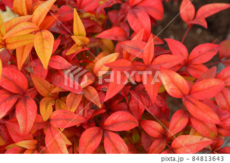 南天の紅葉 南天の紅葉 84813643