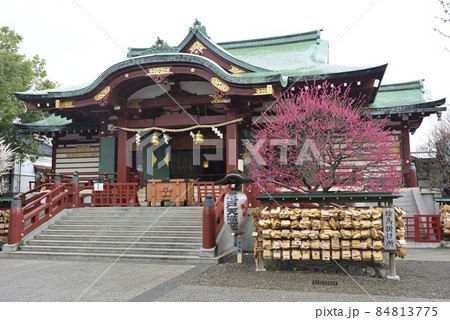 亀戸天神社 社殿(本殿)紅白梅 亀戸天神社 社殿(本殿)紅白梅 84813775