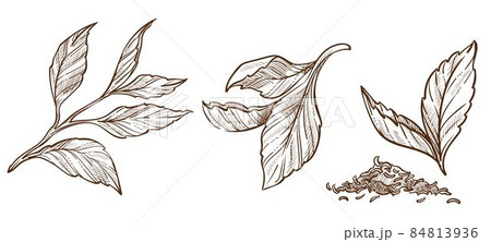 Ceylon leaves shredded tea powder or spices vector 84813936