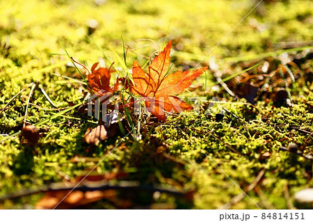 冬支度⑨ 84814151