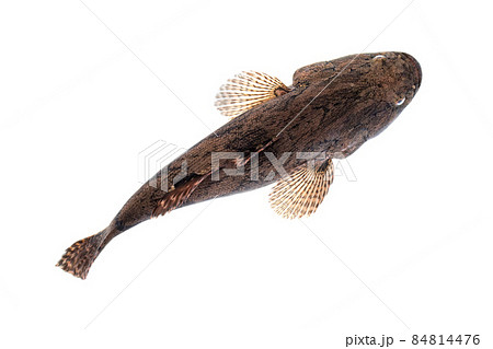 Image of fresh goby fish on a white background. Aquatic animals. 84814476