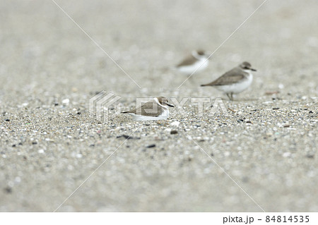 シロチドリ 84814535