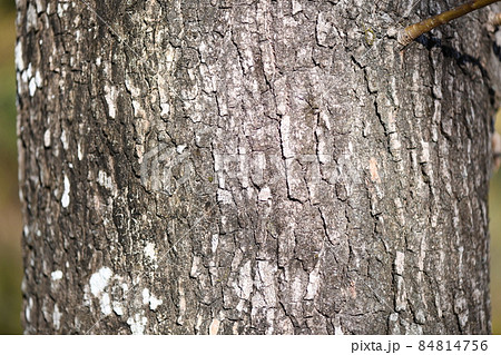モミジバフウ(紅葉葉楓)の樹皮 モミジバフウ(紅葉葉楓)の樹皮 84814756