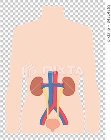 製作腎臟 84814865