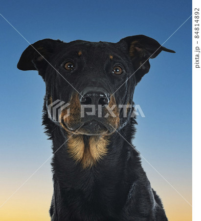 french shepherd in studio 84814892