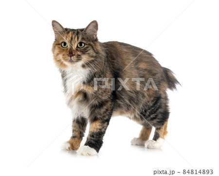 Kurilian Bobtail in studio 84814893