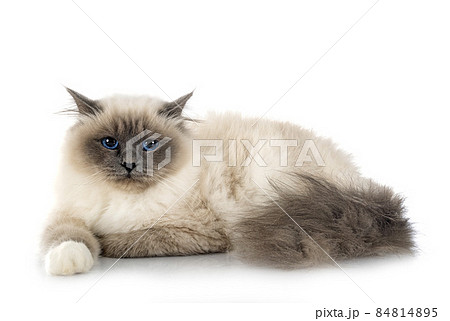 birman cat in studio 84814895