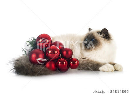birman cat in studio 84814896