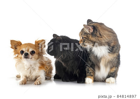 Kurilian Bobtails and chihuahua 84814897