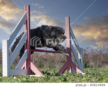 training of agility 84814899