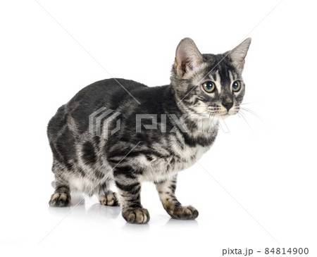bengal kitten family 84814900