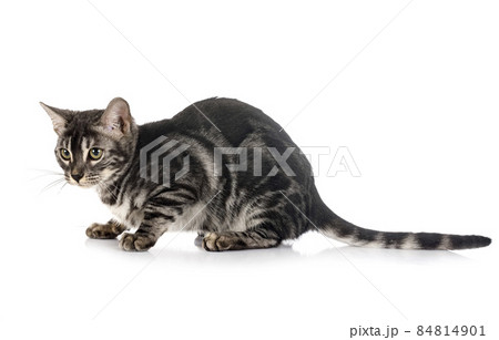 bengal kitten family 84814901