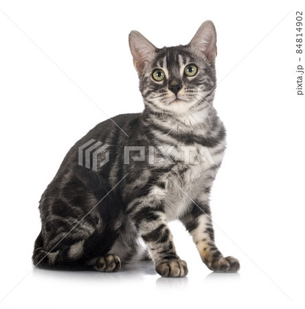 bengal kitten family 84814902