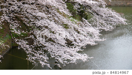 桜　千鳥ヶ淵 84814967