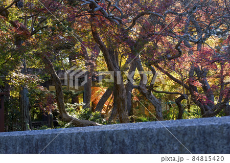 成田山公園 早朝の浮御堂から臨む紅葉の写真素材