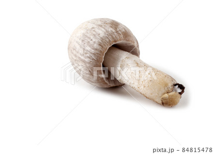 Coprinopsis atramentaria (Inky cap). Chinese medicine use this mushroom. Incompatible with alcohol. Coprinopsis atramentaria (Inky cap). Chinese medicine use this mushroom. Incompatible with alcohol. 84815478
