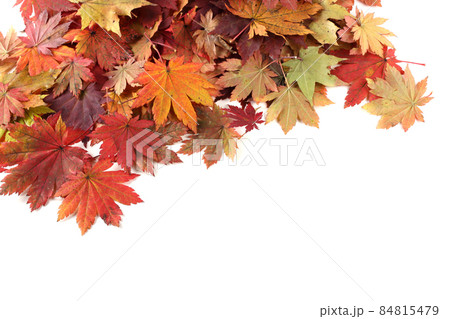 Multicolor maple leaves background 84815479