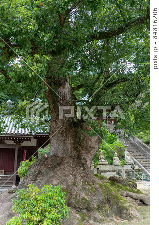 七宝山　神恵院　観音寺 84816206