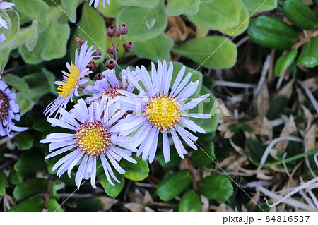 ダルマギク 84816537