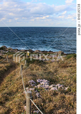 角島海岸のダルマギク 84816538