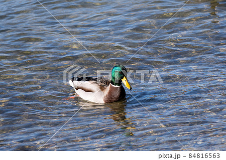 冬の琵琶湖で越冬する水鳥 84816563