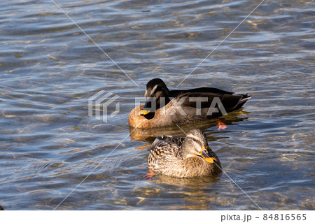 冬の琵琶湖で越冬する水鳥 84816565