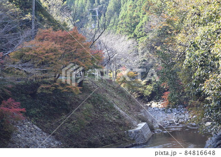 山里の小川の淵を彩る紅葉の木③ 84816648