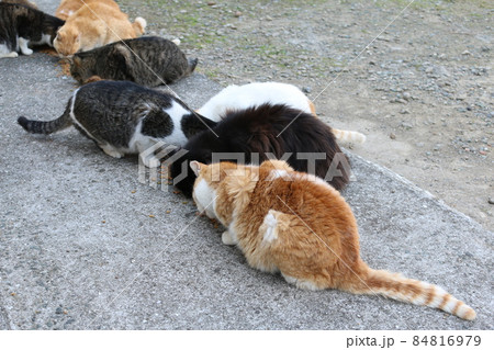 青島の猫 84816979
