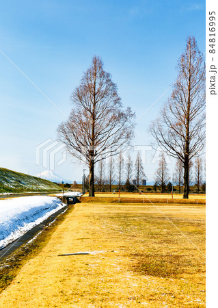 埼玉県さいたま市大宮けんぽグランド　メタセコイヤ並木と雪景色 84816995