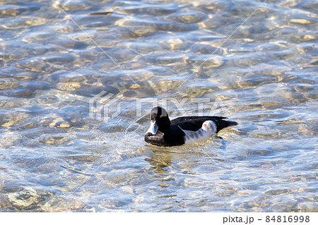 琵琶湖の冬の水鳥、キンクロハジロ 84816998