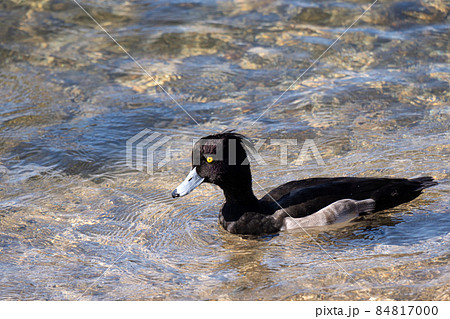 琵琶湖の冬の水鳥、キンクロハジロ 84817000