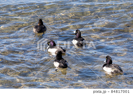 琵琶湖の冬の水鳥、キンクロハジロ 84817001