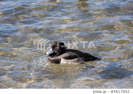 琵琶湖の冬の水鳥、キンクロハジロ 84817002