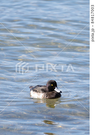 琵琶湖の冬の水鳥、キンクロハジロ 84817003