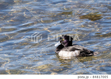 琵琶湖の冬の水鳥、キンクロハジロ 84817005