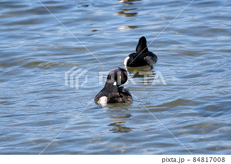琵琶湖の冬の水鳥、キンクロハジロ 84817008