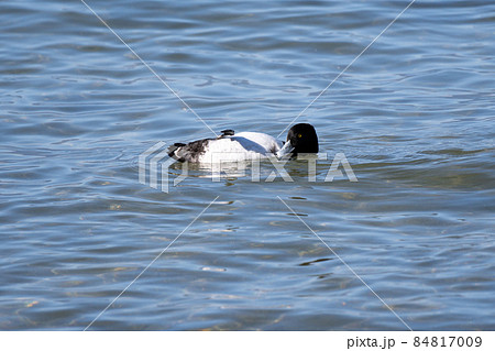 琵琶湖の冬の水鳥、キンクロハジロ 琵琶湖の冬の水鳥、キンクロハジロ 84817009