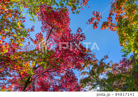 紅葉の箱根美術館 84817141