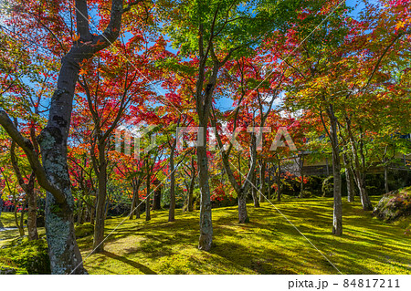 紅葉の箱根美術館 紅葉の箱根美術館 84817211