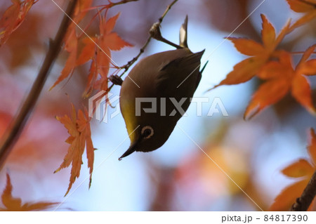 《神奈川県・平塚市総合公園》メジロと紅葉 84817390