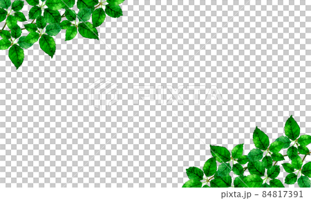 蔓の葉っぱの背景素材　緑の植物の手描き水彩イラスト 84817391