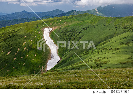 朝日連峰・北寒河山の雪渓と高山植物群落 84817464