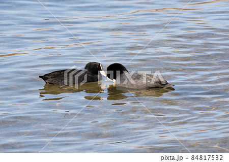冬の琵琶湖で越冬する水鳥、オオバン 冬の琵琶湖で越冬する水鳥、オオバン 84817532