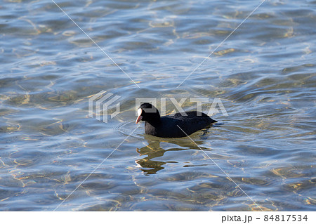 冬の琵琶湖で越冬する水鳥、オオバン 冬の琵琶湖で越冬する水鳥、オオバン 84817534