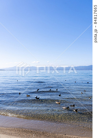冬鳥が群れる冬の琵琶湖岸 84817665